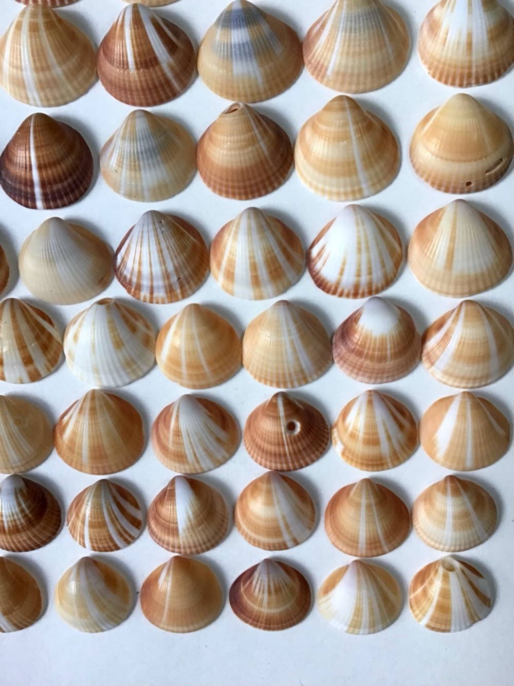 Seashells 100 Spectral Bittersweet Clam Shells 7/8” to 1-3/8” Beach Crafts Decor - Picture 6 of 7